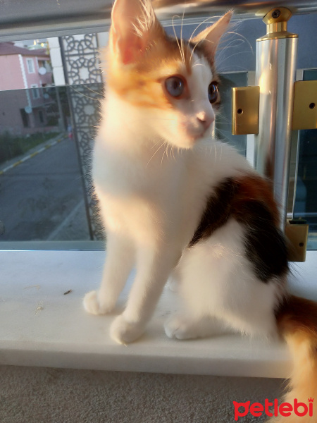 Tekir Kedi, Kedi  Minnak fotoğrafı