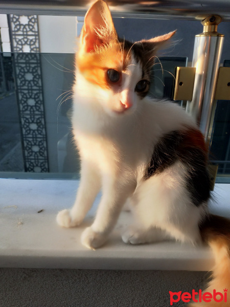 Tekir Kedi, Kedi  Minnak fotoğrafı