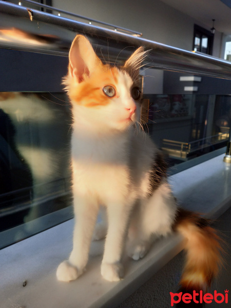 Tekir Kedi, Kedi  Minnak fotoğrafı