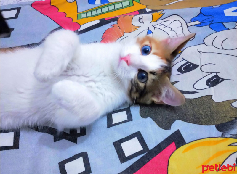 Tekir Kedi, Kedi  Minnak fotoğrafı