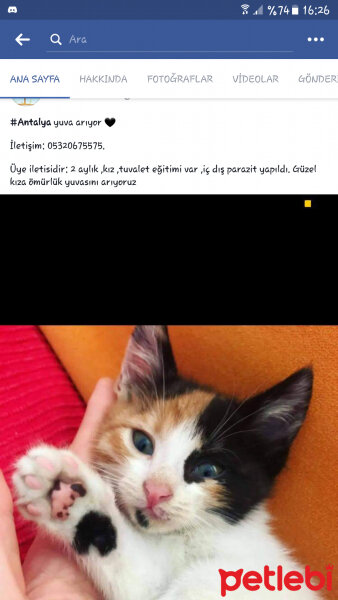 Tekir Kedi, Kedi  Mina fotoğrafı