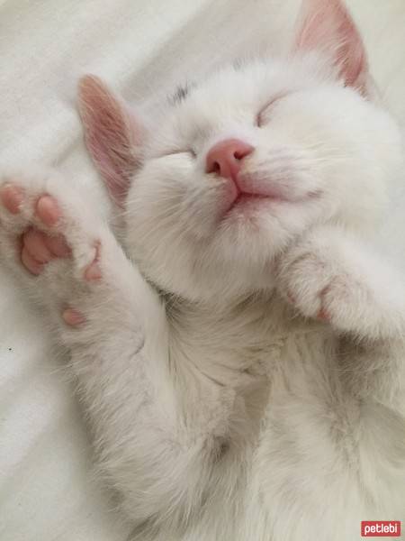 Ankara Kedisi, Kedi  Pamuk fotoğrafı