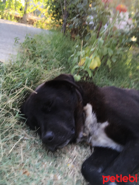 Labrador Retriever, Köpek  Zeytin fotoğrafı