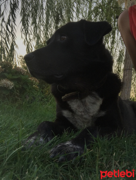 Labrador Retriever, Köpek  Zeytin fotoğrafı