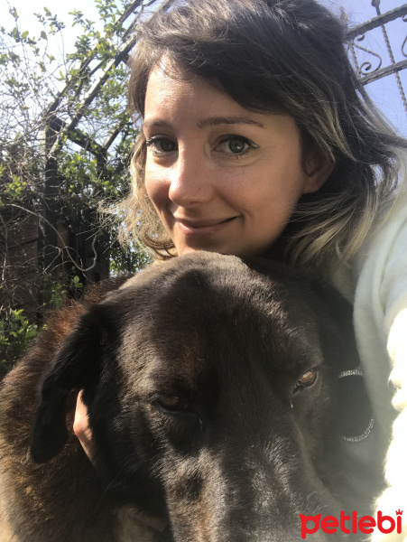 Labrador Retriever, Köpek  Zeytin fotoğrafı