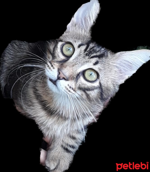 Tekir Kedi, Kedi  Shaggy fotoğrafı