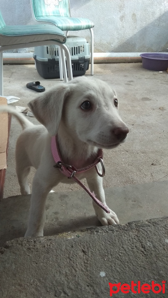 Labrador Retriever, Köpek  Pamuk fotoğrafı