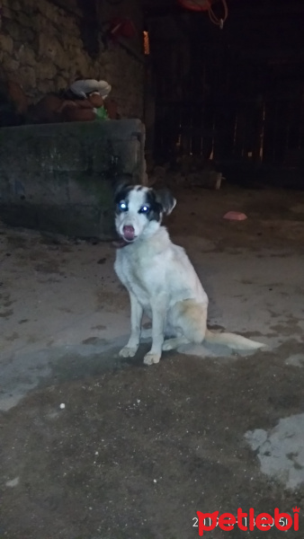 Labrador Retriever, Köpek  Pamuk fotoğrafı