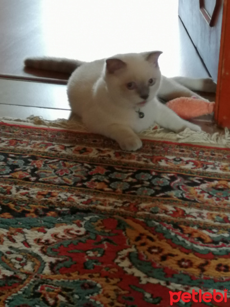 Scottish Fold, Kedi  Aşil fotoğrafı