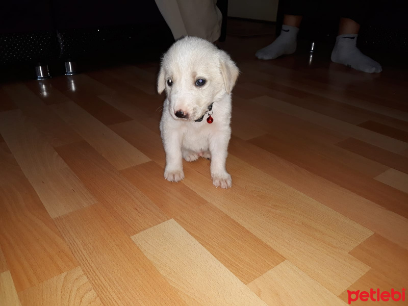 Golden Retriever, Köpek  Pamuk fotoğrafı