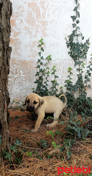 Sokö (Sokak Köpeği), Köpek  Şimdilik bir kazı evindeler yuva arıyorlarrr fotoğrafı
