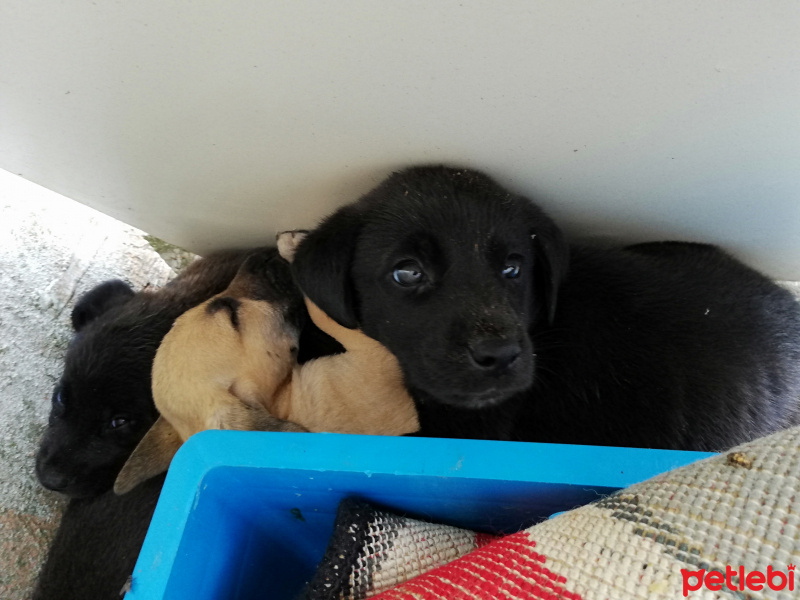 Sokö (Sokak Köpeği), Köpek  Şimdilik bir kazı evindeler yuva arıyorlarrr fotoğrafı