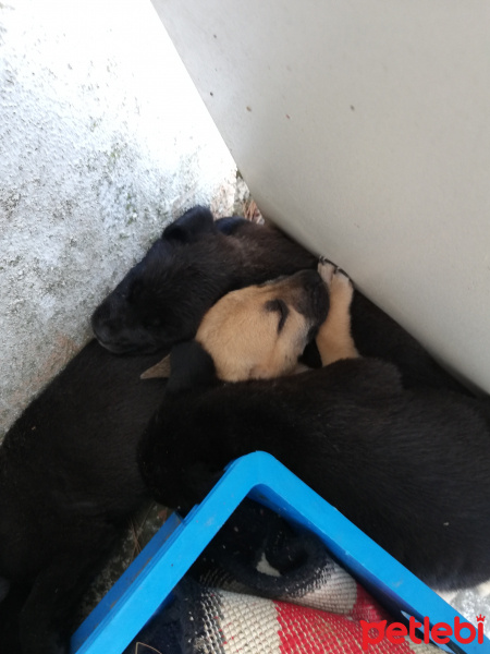 Sokö (Sokak Köpeği), Köpek  Şimdilik bir kazı evindeler yuva arıyorlarrr fotoğrafı