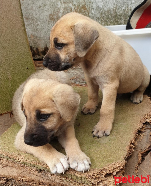 Sokö (Sokak Köpeği), Köpek  Şimdilik bir kazı evindeler yuva arıyorlarrr fotoğrafı