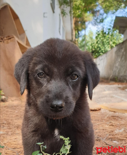 Sokö (Sokak Köpeği), Köpek  Şimdilik bir kazı evindeler yuva arıyorlarrr fotoğrafı