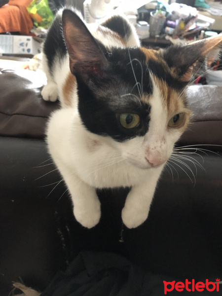 Tekir Kedi, Kedi  Volta fotoğrafı