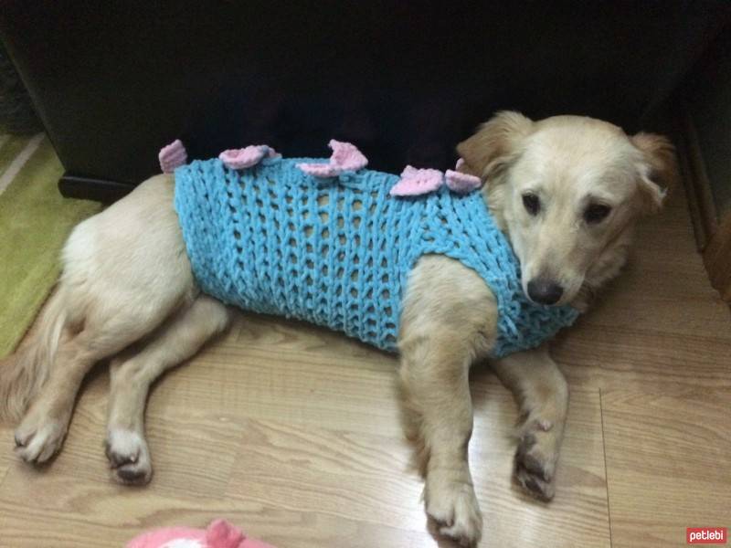Golden Retriever, Köpek  sasha altuntuğ fotoğrafı
