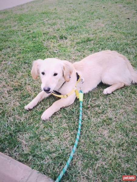 Golden Retriever, Köpek  sasha altuntuğ fotoğrafı