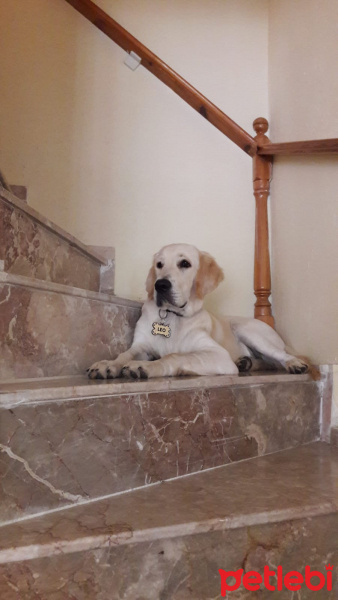 Golden Retriever, Köpek  Leo fotoğrafı
