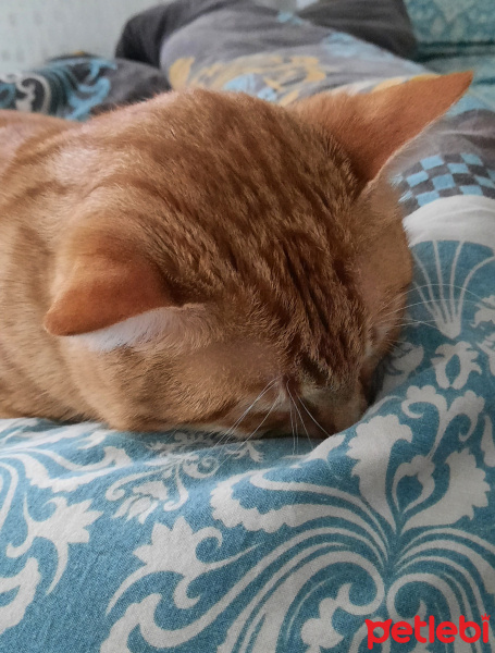 Sarman, Kedi  tarçın fotoğrafı