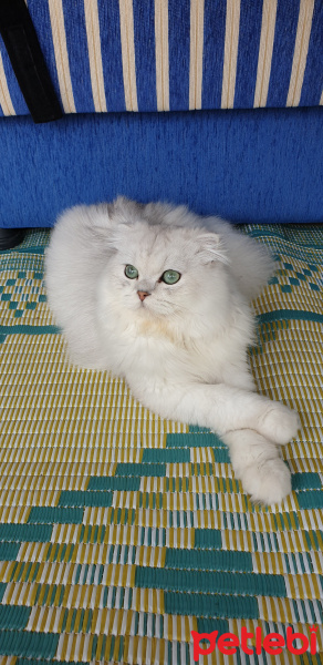 Scottish Fold, Kedi  Bulut fotoğrafı