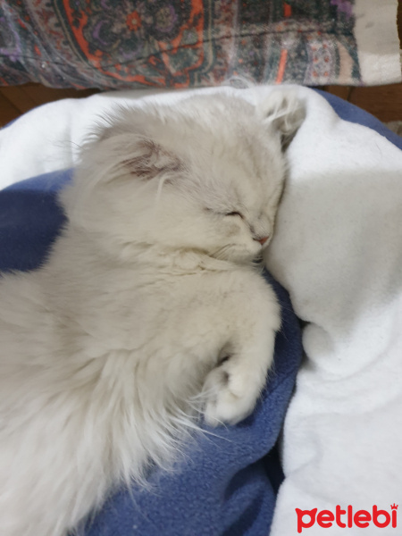 Scottish Fold, Kedi  Bulut fotoğrafı