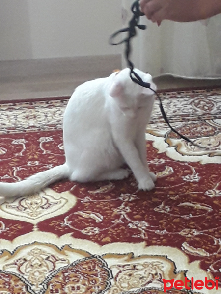Ankara Kedisi, Kedi  Pamuk fotoğrafı