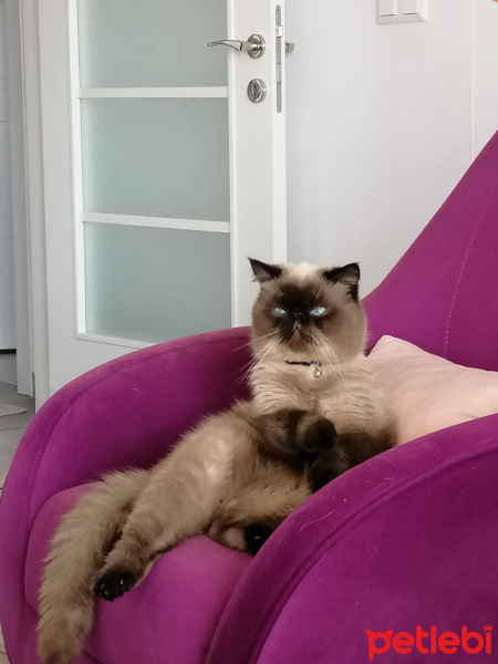 Exotic Shorthair, Kedi  pati fotoğrafı