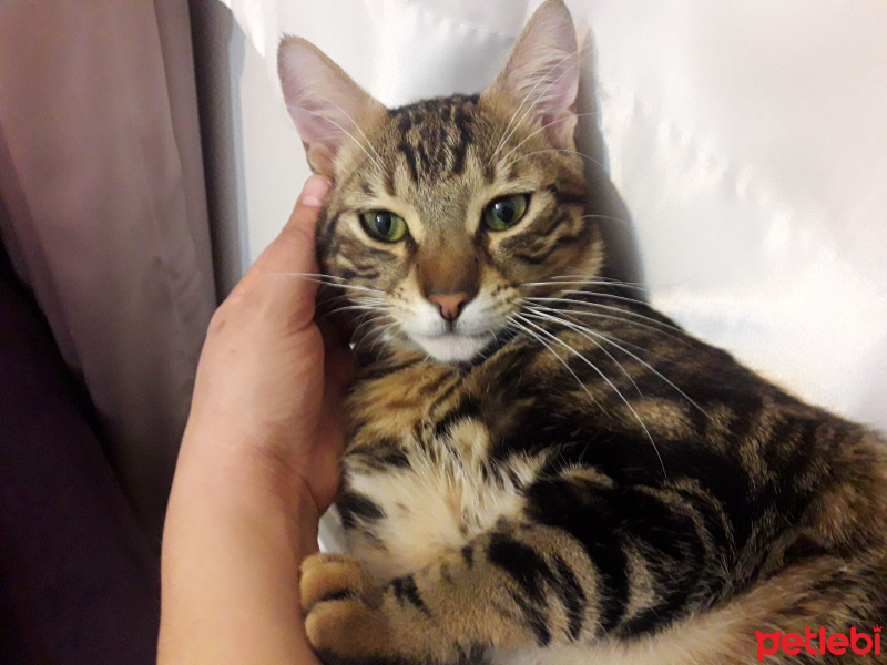 Tekir Kedi, Kedi  Ferit fotoğrafı