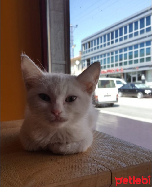 Ankara Kedisi, Kedi  Zeliş fotoğrafı