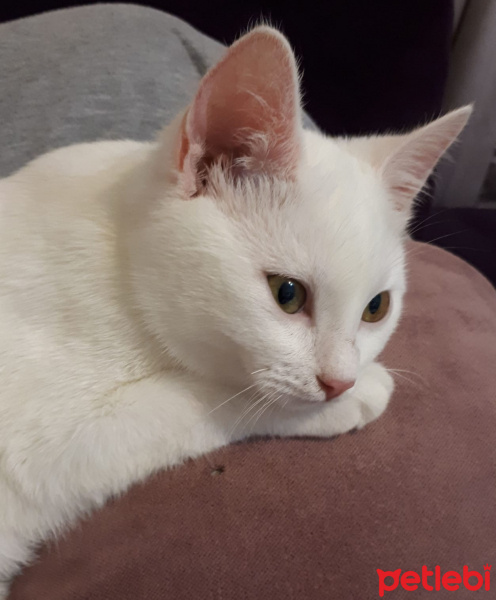 Ankara Kedisi, Kedi  Zeliş fotoğrafı