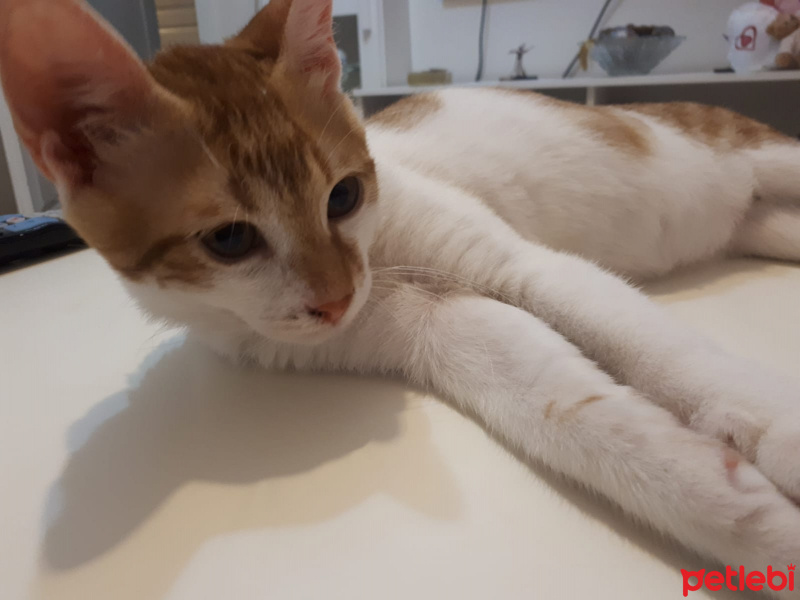 Tekir Kedi, Kedi  Civan fotoğrafı