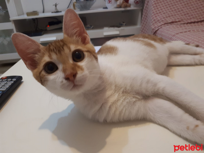 Tekir Kedi, Kedi  Civan fotoğrafı