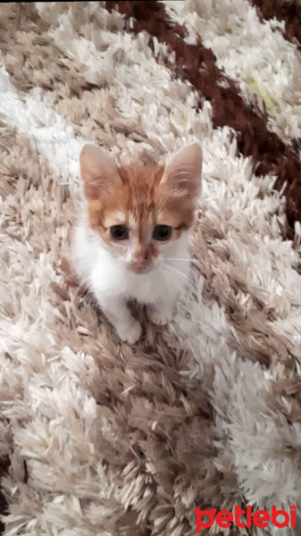 Tekir Kedi, Kedi  Civan fotoğrafı