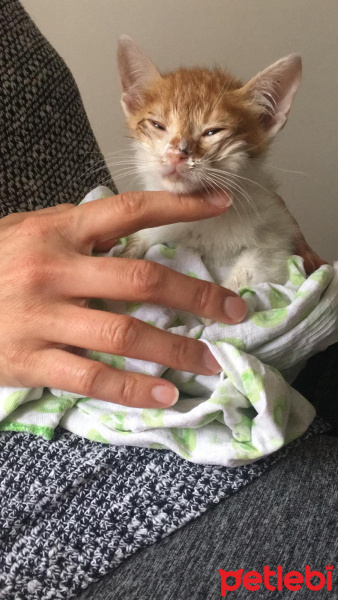 Tekir Kedi, Kedi  Civan fotoğrafı