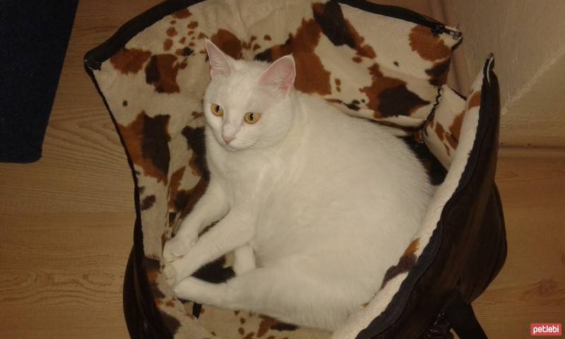 Ankara Kedisi, Kedi  Kokoş fotoğrafı