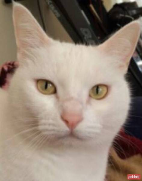 Ankara Kedisi, Kedi  Kokoş fotoğrafı