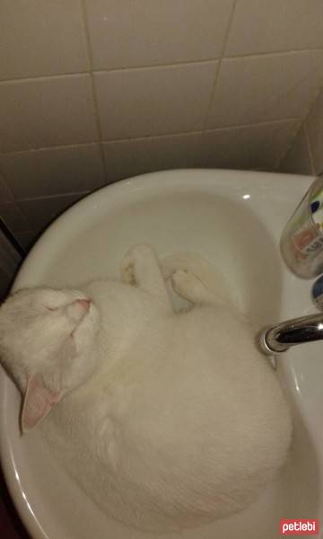 Ankara Kedisi, Kedi  Kokoş fotoğrafı