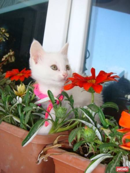 Ankara Kedisi, Kedi  Kokoş fotoğrafı