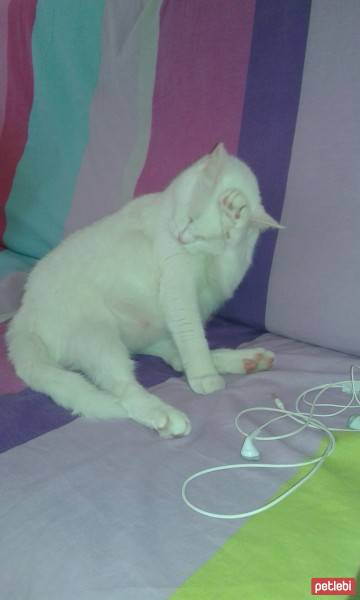 Ankara Kedisi, Kedi  Kokoş fotoğrafı