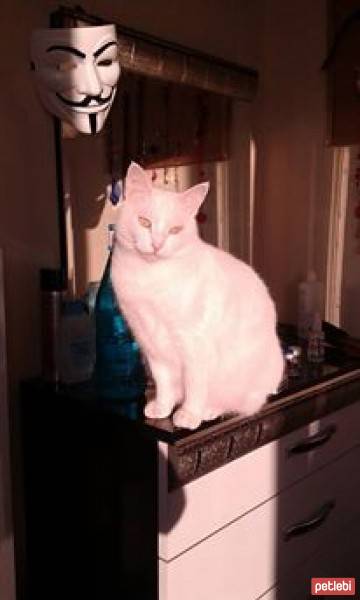 Ankara Kedisi, Kedi  Kokoş fotoğrafı