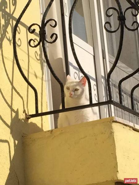 Ankara Kedisi, Kedi  Kokoş fotoğrafı