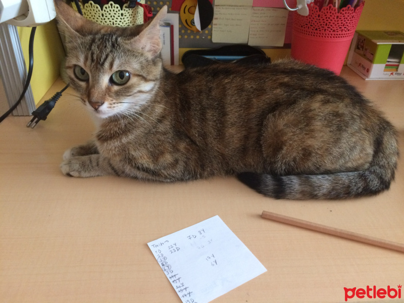 Tekir Kedi, Kedi  Mişa fotoğrafı