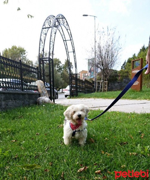 Maltese, Köpek  Bonnie fotoğrafı