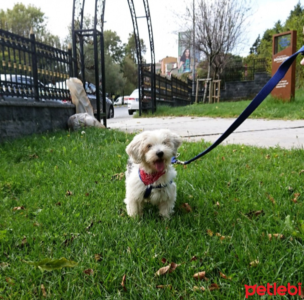 Maltese, Köpek  Bonnie fotoğrafı