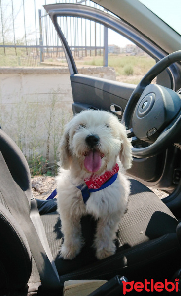 Maltese, Köpek  Bonnie fotoğrafı