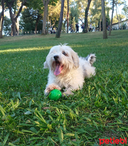 Maltese, Köpek  Bonnie fotoğrafı