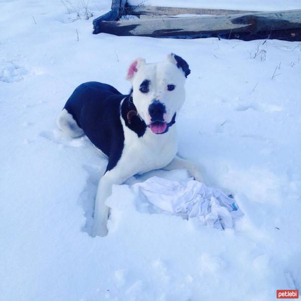 Boxer, Köpek  Ares fotoğrafı