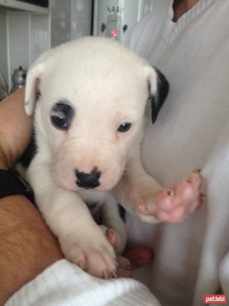 Boxer, Köpek  Ares fotoğrafı