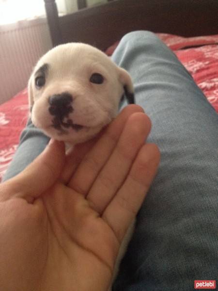 Boxer, Köpek  Ares fotoğrafı